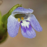 Lindernia species